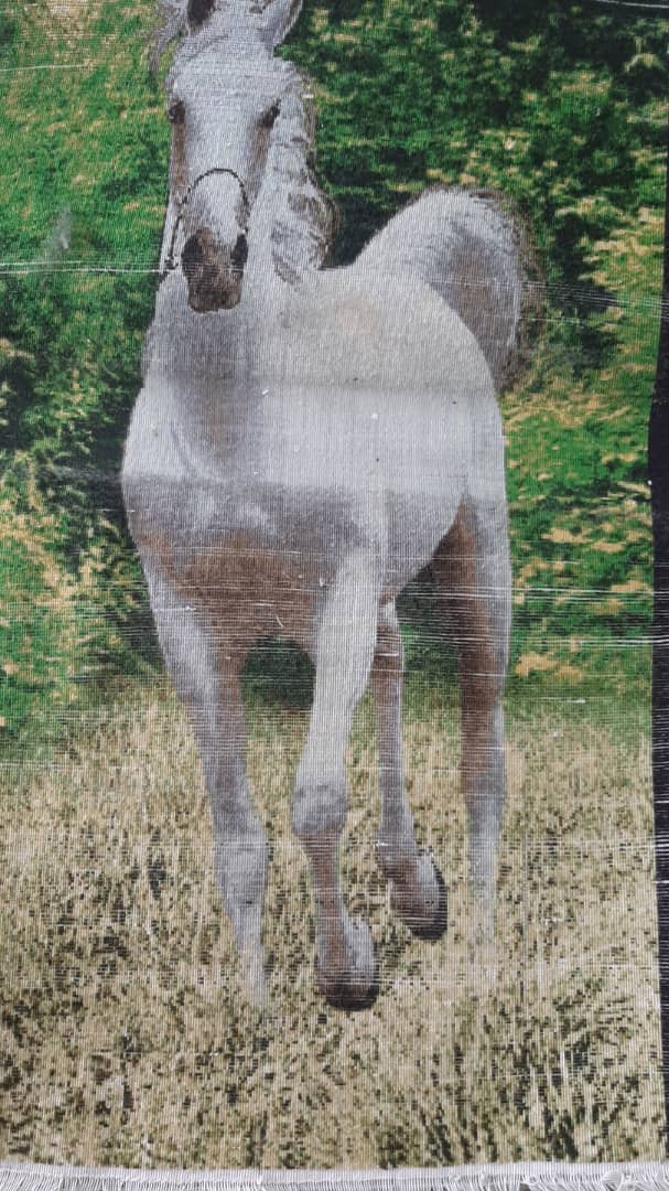 حیوانات